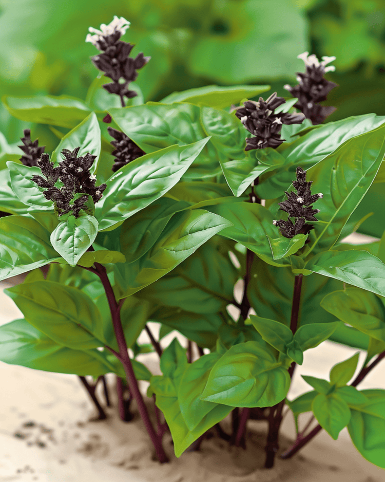 Thai Basil (Ocimum basilicum) aus Samen gezogen – ein unkompliziertes Kraut für Einsteiger