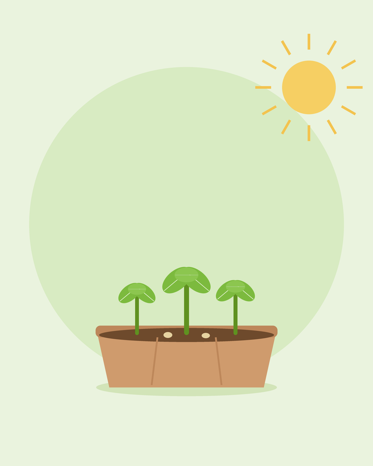 Flache Illustration einer Saatschale mit drei jungen Sämlingen in der Sonne — Anzucht aus Samen für Einsteiger, von SeedsChoice
