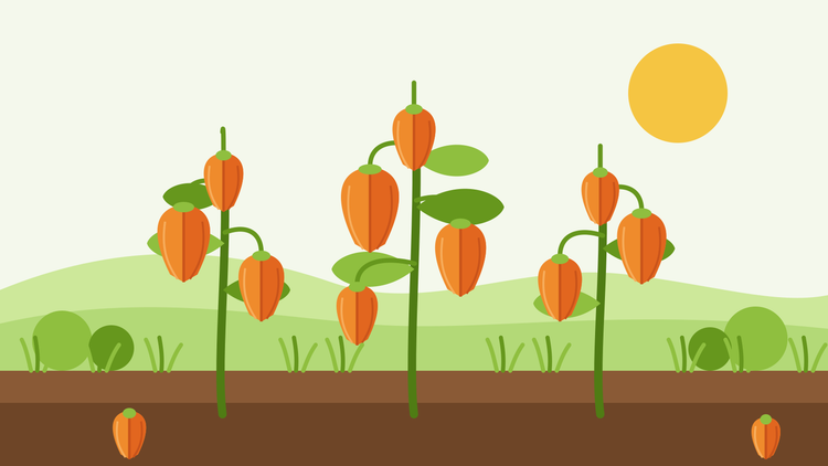 Physalis aus Samen ziehen – flache Illustration von Physalis alkekengi-Pflanzen mit hängenden orangefarbenen Papierlaternen über einem Gartenbeet
