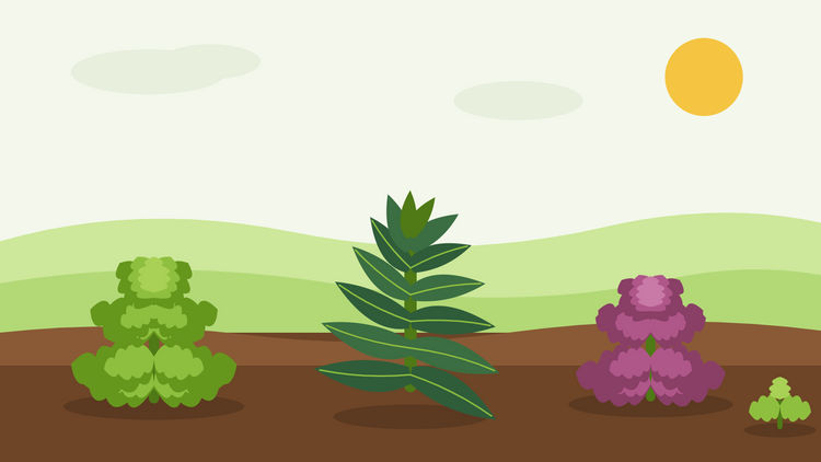 Anleitung zum Anbau von Grünkohl aus Samen — flache Illustration von Krauskohl, Cavolo nero und rotem Grünkohl in einem winterlichen Gemüsebeet