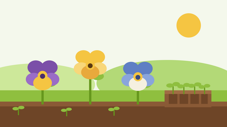 Anleitung zum Anbau von Stiefmütterchen aus Samen — flache Illustration von drei Stiefmütterchen-Blüten in Lila, Gelb und Blau neben einer Saatschale mit jungen Keimlingen