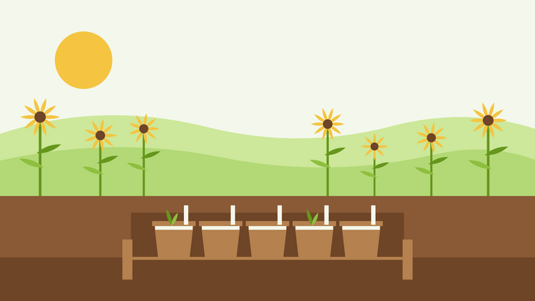 Anleitung zum Anbau von Stauden aus Samen — flache Illustration von Tontöpfen mit gesätem Saatgut und Kiesauflage in einem hölzernen Einsenkekasten, Sonnenhüte im Hintergrund