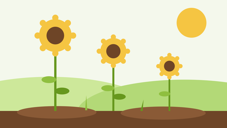 Wie man Sonnenblumen aus Samen zieht — flache Illustration von drei Sonnenblumen unterschiedlicher Höhe in einem sonnigen Garten