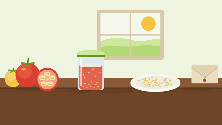 Tomatensamen gewinnen – flache Illustration einer halbierten reifen Tomate neben einem Glas mit fermentierendem Samenmus, einem Teller getrockneter Tomatensamen und einem Samenpapierumschlag auf einer Küchenfensterbank