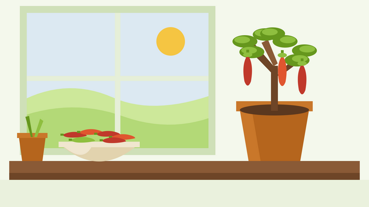 Chilipflanzen überwintern – flache Illustration einer zurückgeschnittenen Chilipflanze im Topf auf einer Fensterbank neben einer Schüssel geernteter roter Chilis