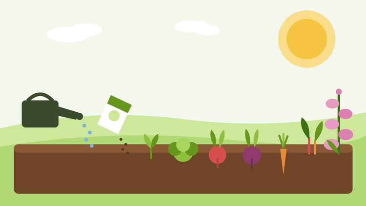 Was im Juli aussäen – flache Illustration eines sommerlichen Gartenbeetes mit Salaten, Herbstwurzelgemüse und zweijährigen Fingerhüten, von SeedsChoice