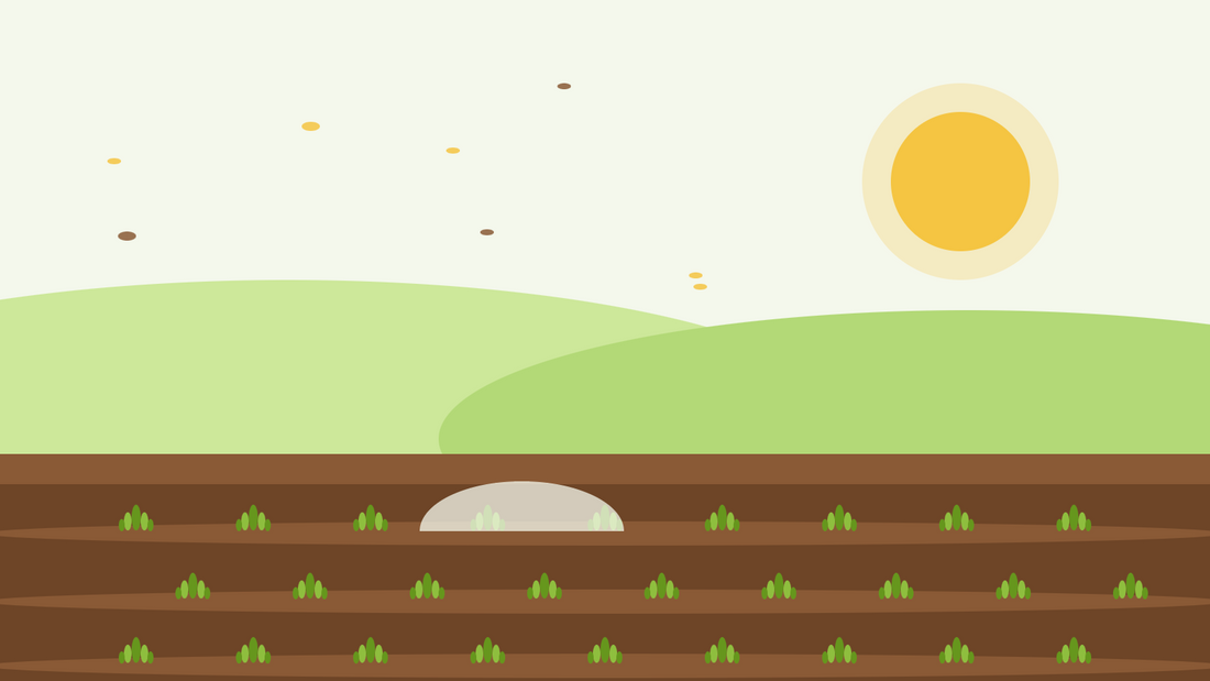 Herbstaussaat robuster Einjähriger — flache Illustration mit Saatrillen, jungen grünen Rosetten unter einem Vliesklöppel und tief stehender Herbstsonne