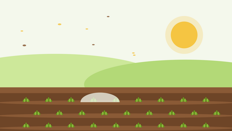 Herbstaussaat robuster Einjähriger — flache Illustration mit Saatrillen, jungen grünen Rosetten unter einem Vliesklöppel und tief stehender Herbstsonne