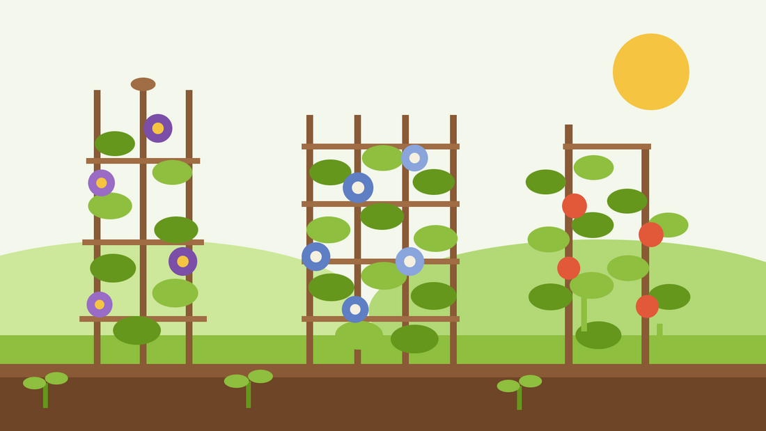 Climbing plants from seed — flat illustration of an obelisk, a trellis panel and a bean pole covered in leafy vines and flowers