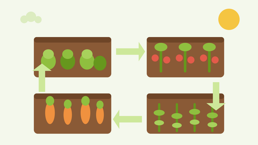 Crop rotation made simple — flat illustration of four vegetable beds with brassicas, tomatoes, roots and legumes linked by rotation arrows