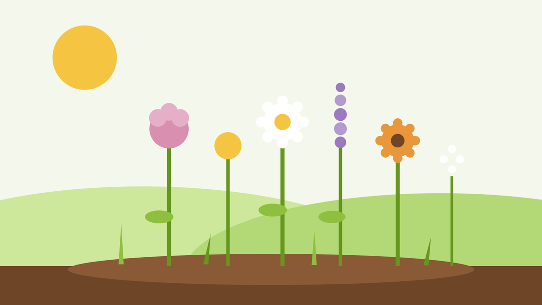 Cut flower garden from seed — flat illustration of a row of colourful cut flowers in a garden bed