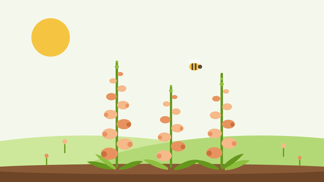Dalmatian foxglove — flat illustration of peach foxglove spires with a bee above a summer border