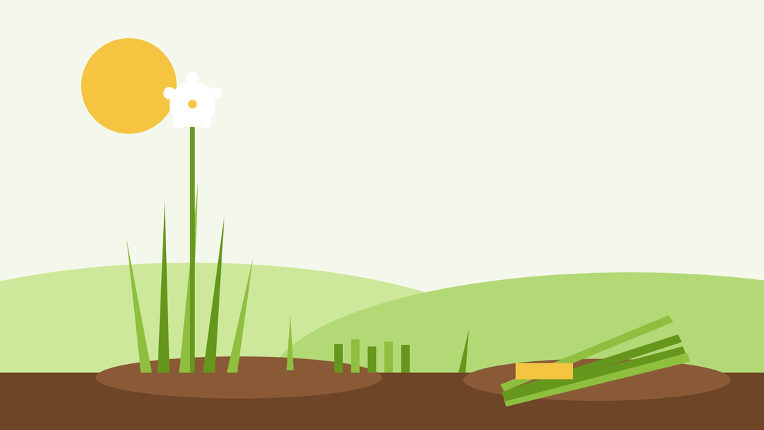 Harvesting Chinese chives — flat illustration of a garlic chive clump, cut stubble and a harvested bundle on the soil