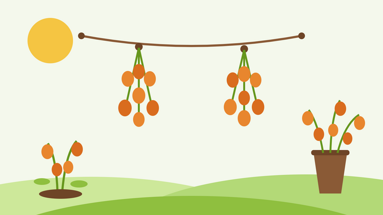 Physalis trocknen – flache Illustration von orangefarbenen Physalis alkekengi-Hüllen, die in Bündeln an einer Trockenleine hängen, daneben eine Vase mit getrockneten Stielen
