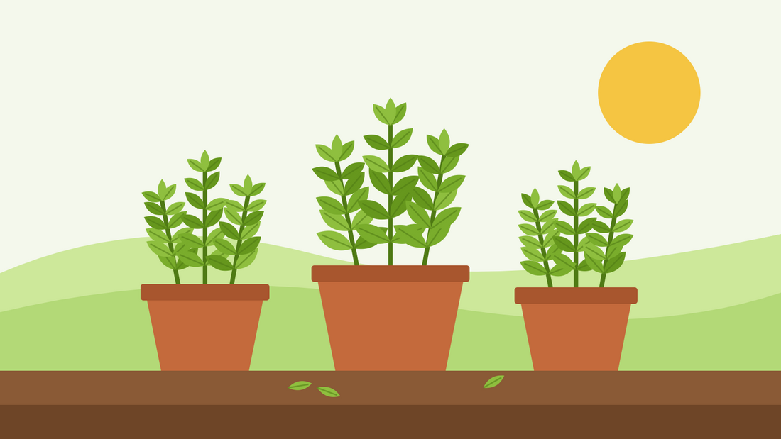 How to grow basil from seed — flat illustration of three terracotta pots of bushy green basil plants in the sun