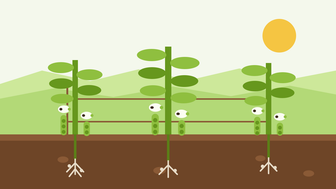 How to grow broad beans from seed — flat illustration of three Vicia faba plants with black-blotched white flowers and hanging pods, supported by canes and string, roots and nodules visible in the soil