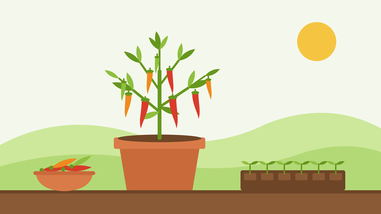 How to grow chillies from seed — flat illustration of a potted chilli plant with red and orange pods beside a tray of pepper seedlings and a bowl of harvested chillies