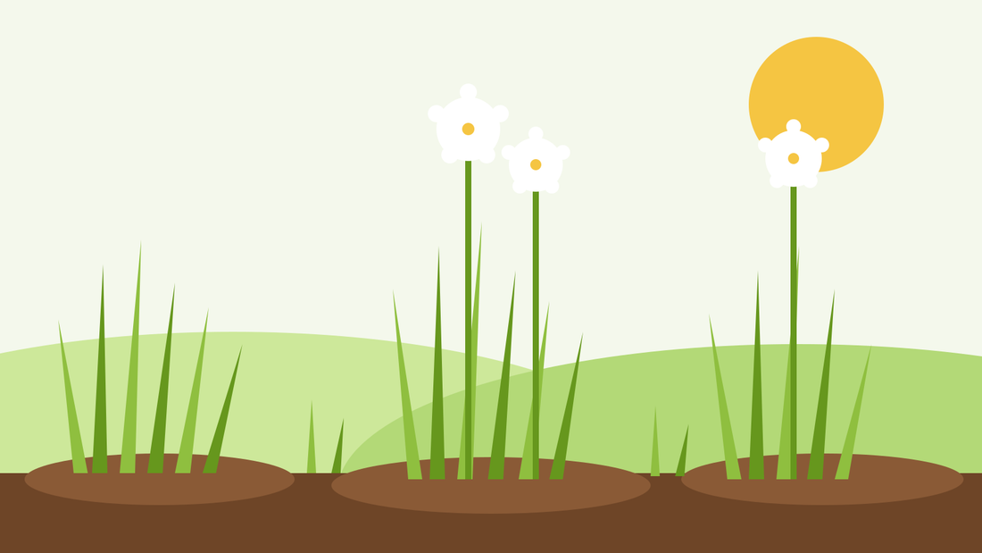 How to grow Chinese chives from seed — flat illustration of garlic chives with flat strap-like leaves and white star-shaped flowers