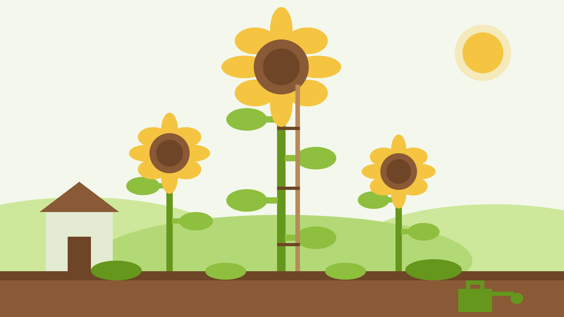 Riesensonnenblumen anbauen – flache Illustration einer hoch aufragenden, gestützten Sonnenblume neben kleineren Sonnenblumen und einem Geräteschuppen als Größenvergleich
