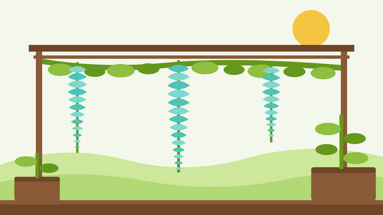 Anleitung zum Anbau von Jadewein aus Samen — flache Illustration einer Pergola mit langen türkisfarbenen Strongylodon macrobotrys Blütentrauben, die von einer belaubten Kletterpflanze herabhängen