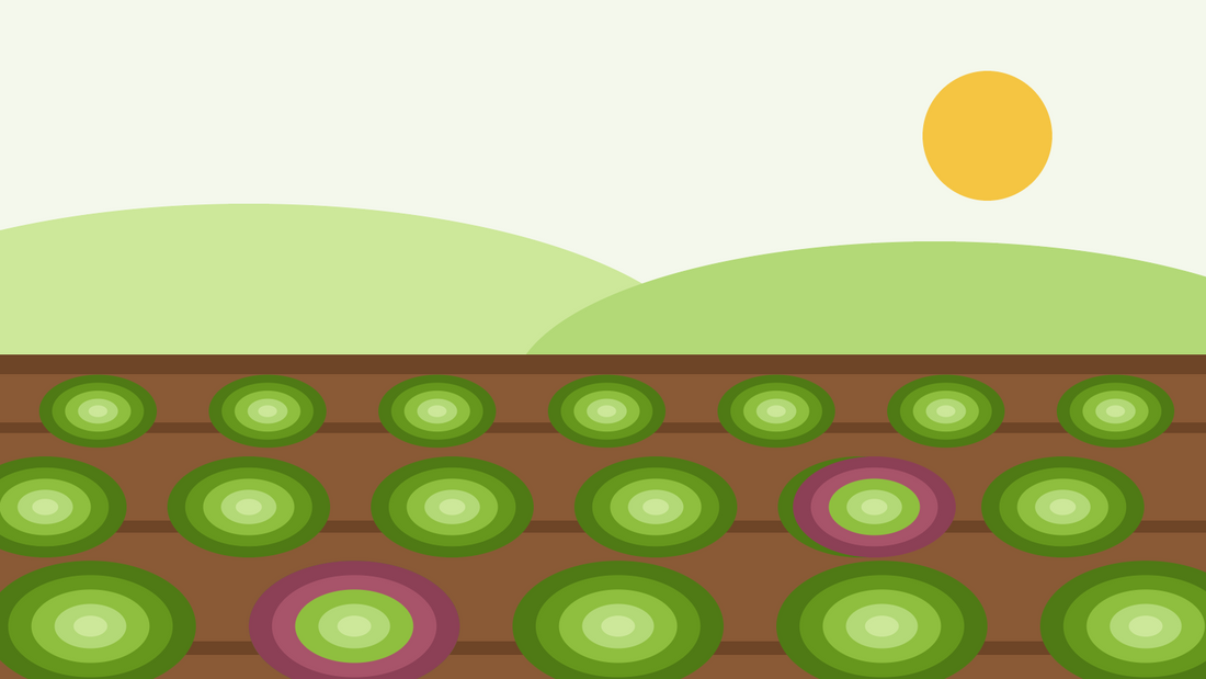 How to grow lettuce from seed — flat illustration of rows of green and red lettuce rosettes in a sunny vegetable bed
