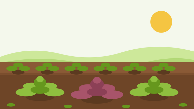 Anleitung zum Anbau von Senfkohl aus Samen — flache Illustration eines Gemüsebeetes mit grünen und roten Brassica juncea Rosetten in Reihen unter einer strahlenden Sonne
