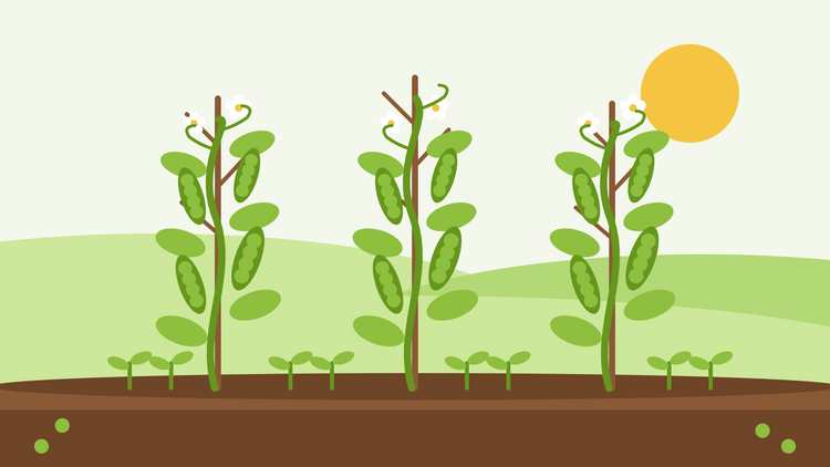 Anleitung zum Anbau von Erbsen aus Samen — flache Illustration von drei Erbsenpflanzen, die an Astgitter-Stützen klettern, mit prallen grünen Hülsen, weißen Blüten und einer Reihe Keimlinge unter einer Sonne