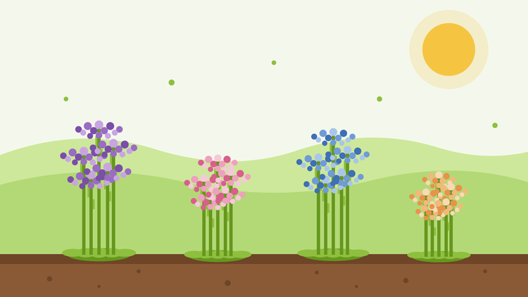 Wie man Strandflieder aus Samen zieht — flache Illustration von Büscheln lila, rosa, blauer und aprikotfarbener Statice-Blüten auf geflügelten Stielen in einem sonnigen Gartenbeet