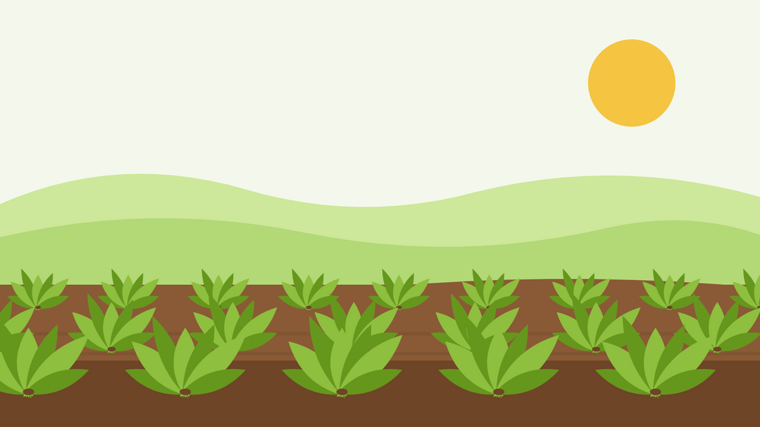 How to grow spinach from seed — flat illustration of rows of broad-leaved spinach plants growing in dark soil under a low autumn sun
