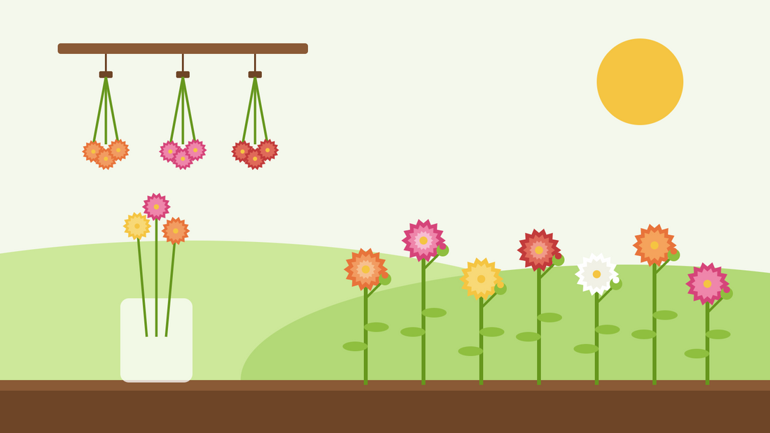 How to grow strawflowers from seed — flat illustration of colourful strawflowers in a sunny border, bunches hanging upside down to dry and a jar of dried flowers