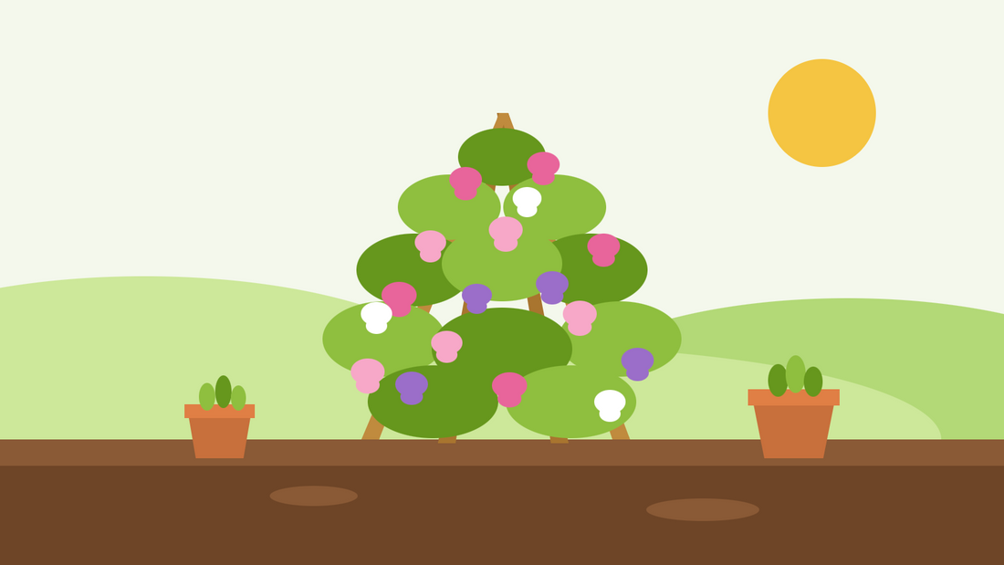 How to grow sweet peas from seed — flat illustration of a cane wigwam covered in pink, purple and white sweet pea flowers, with pots of seedlings beside it