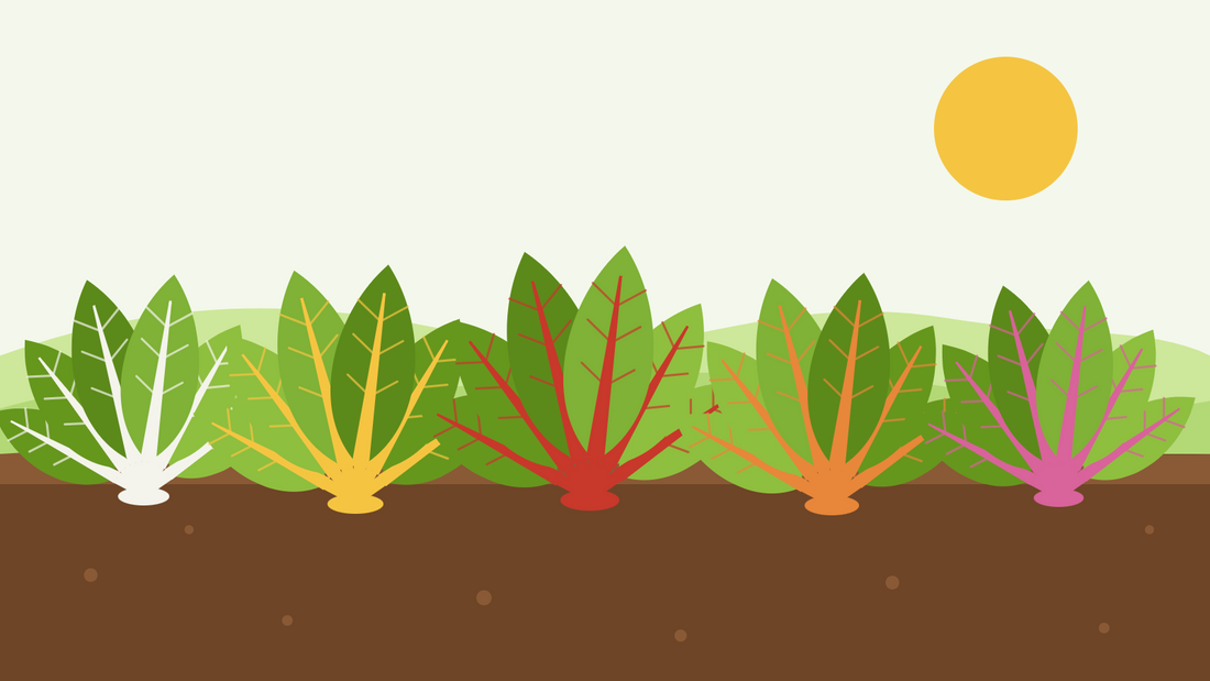 How to grow Swiss chard from seed — flat illustration of a row of rainbow chard plants with white, yellow, red, orange and pink stems and glossy green leaves in a dark soil bed under the sun