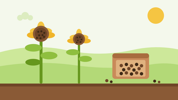 Sonnenblumensamen ernten – flache Illustration zweier reifer Sonnenblumenköpfe voller Samen neben einem Trocknungstablett mit geernteten Samen