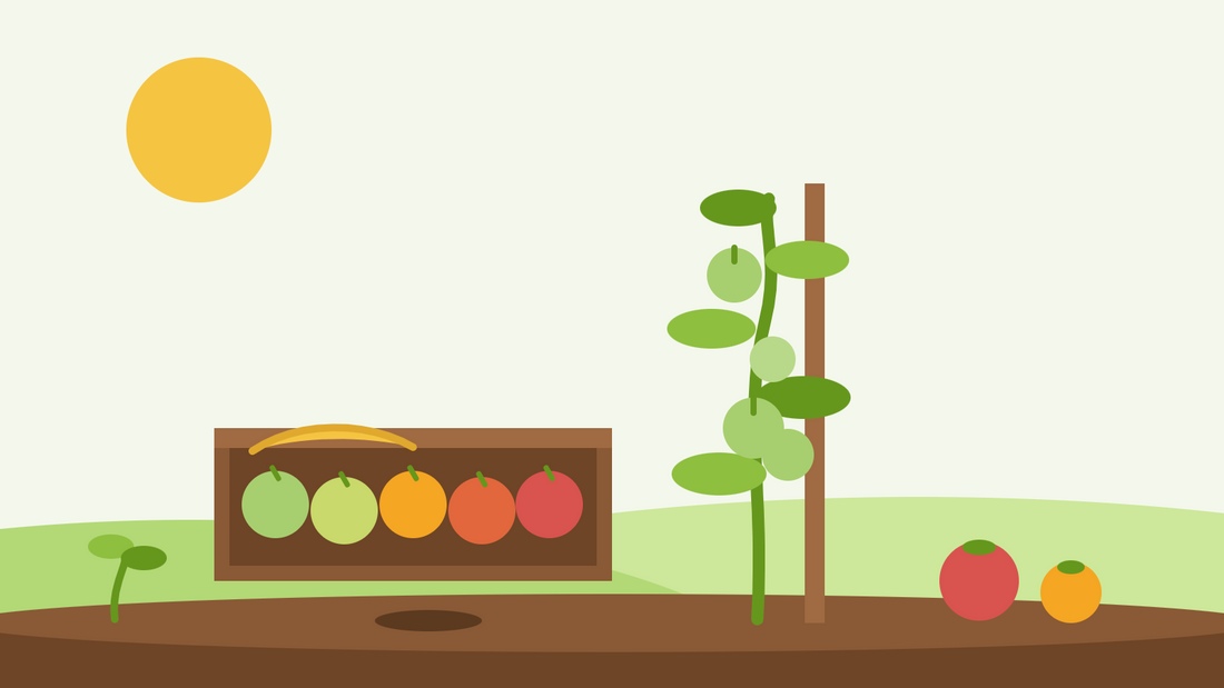 How to ripen green tomatoes — flat illustration of a wooden tray of tomatoes turning from green to red with a banana, beside a staked tomato plant