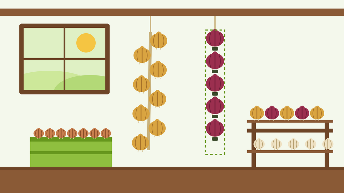 Zwiebeln lagern — flache Illustration mit einem geflochtenen Zwiebelzopf, roten Zwiebeln, die in eine Strumpfhose geknotet sind, und Zwiebeln auf Lattenregalen in einem Gartenschuppen