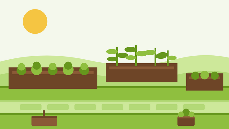 Hochbeet für Einsteiger – flache Illustration von drei Holzhochbeeten, gefüllt mit Erde und Reihen junger Gemüsepflanzen neben einem Gartenweg