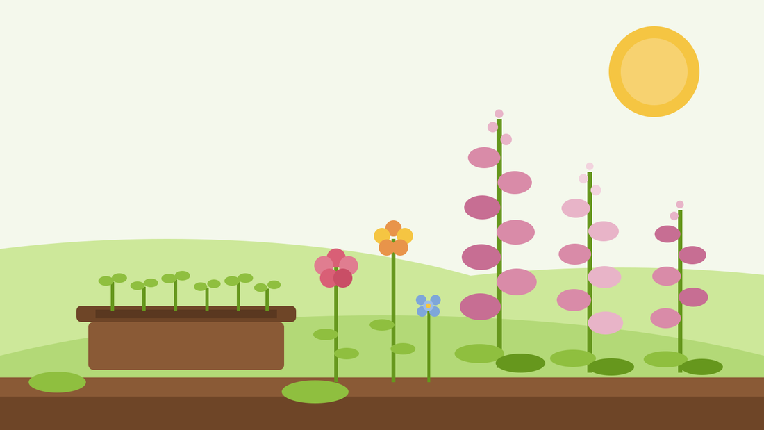 Sowing foxgloves and biennials — flat illustration of a seed tray of green seedlings beside pink foxglove spires, wallflowers and sweet william in a summer garden, from SeedsChoice