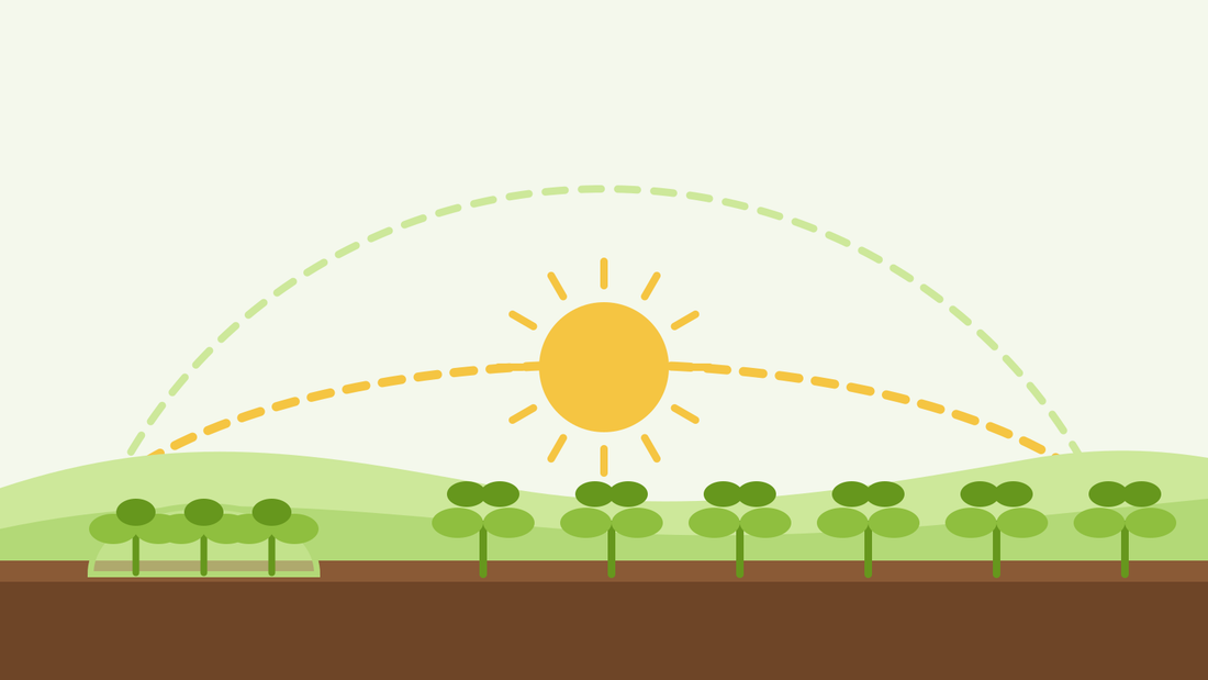 The 10-hour daylight rule for winter sowing — flat illustration of a low winter sun arc over a row of small winter salad plants and a cloche