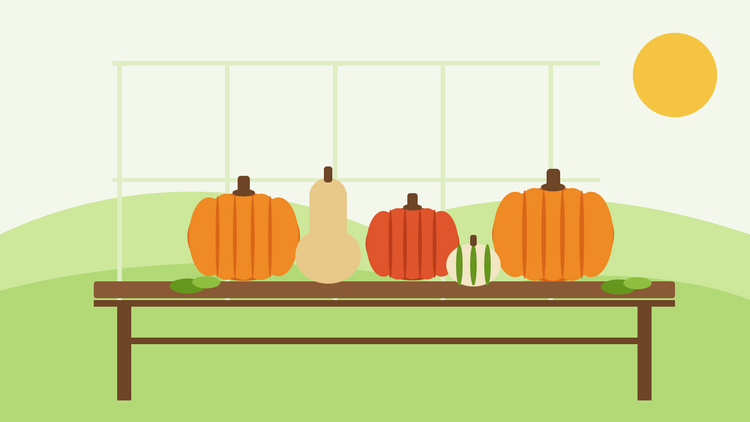 Wann Kürbisse ernten — flache Illustration mit orangefarbenen Kürbissen, einem Hokkaido und einem Butternuss beim Nachreifen auf einer hölzernen Gewächshausbank im Herbstlicht