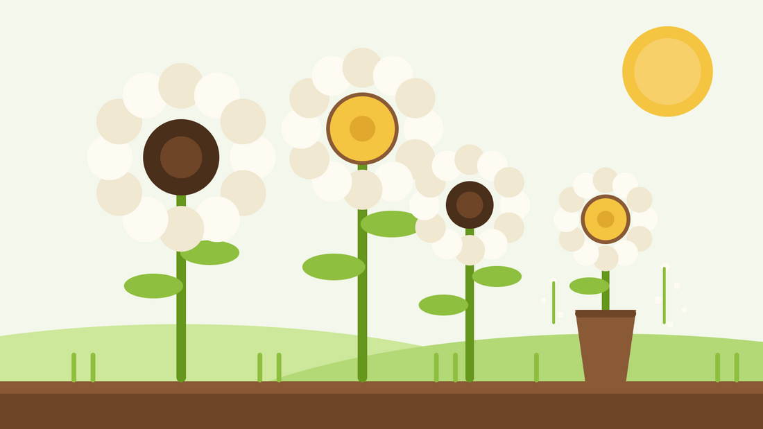 Weiße Sonnenblumen als Schnittblumen — flache Illustration cremefarbener weißer Sonnenblumen mit dunklen und goldenen Blütenmitten neben einer Vase in einem Garten