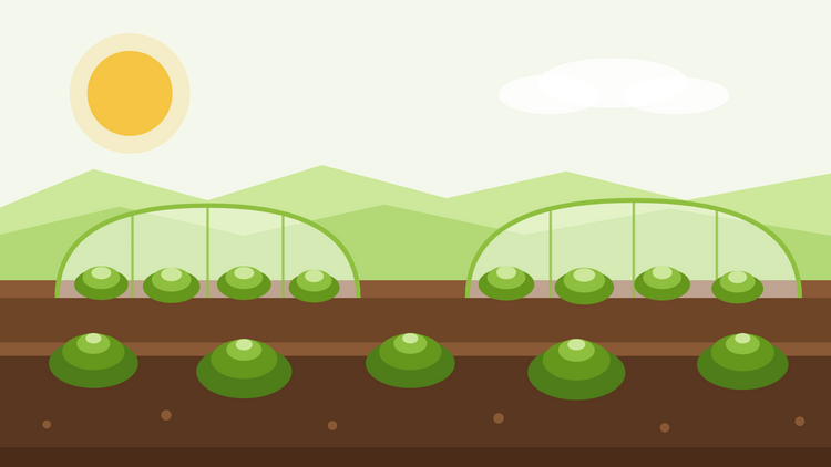 Wintersalat — flache Illustration von Salat­reihen unter Glocken und Vlies­tunneln bei tief stehender Wintersonne
