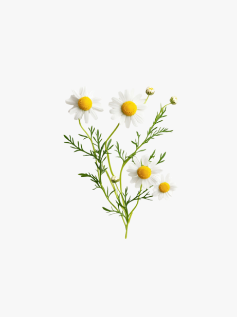 collection_image