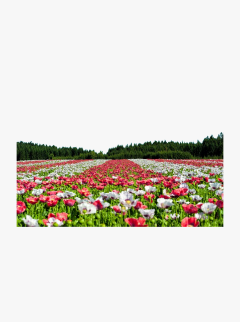 collection_image