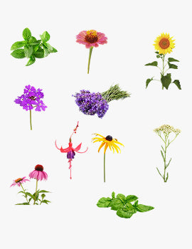 collection_image