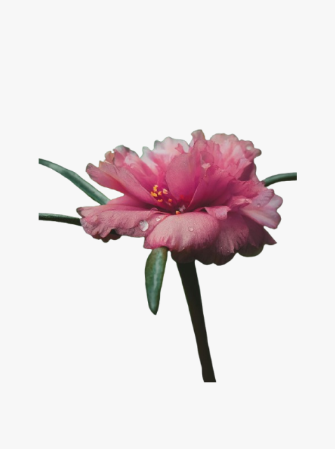 collection_image