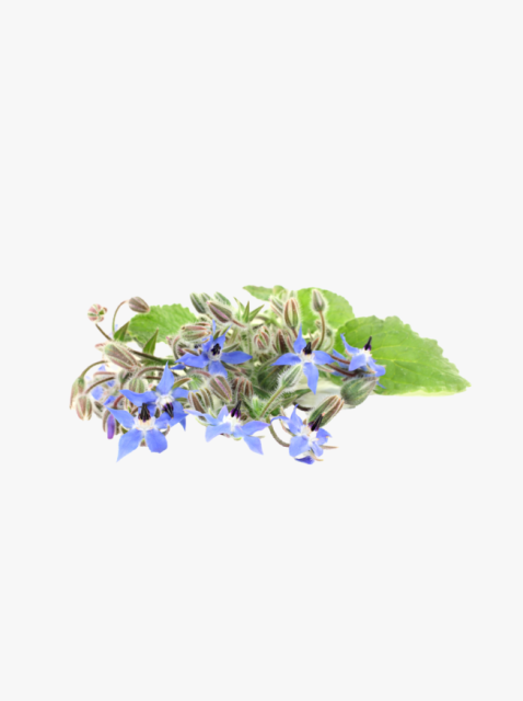 collection_image
