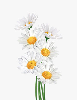 collection_image