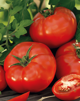 Tomate Moneymaker Samen Solanum Lycopersicum Einjährig