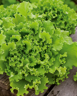 Lollo Bionda Lettuce Seeds Lactuca Sativa Annual Variety