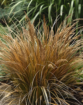 Lederblatt-Segge Samen Carex Comans Bronco mehrjähriges Gras